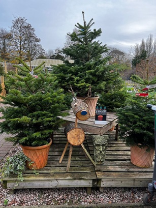 Students Craft Sustainable Christmas Decorations for Morden Hall Park
