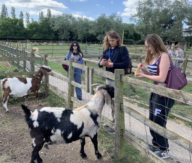 Mental Health & Wellbeing students explore benefits of Animal Therapy at Hounslow Urban Farm